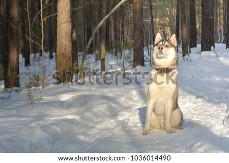 The Siberian Husky dog in the winter forest Royalty-Free Stock Photo #1036014490