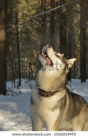 The Siberian Husky dog in the winter forest Royalty-Free Stock Photo #1036014493