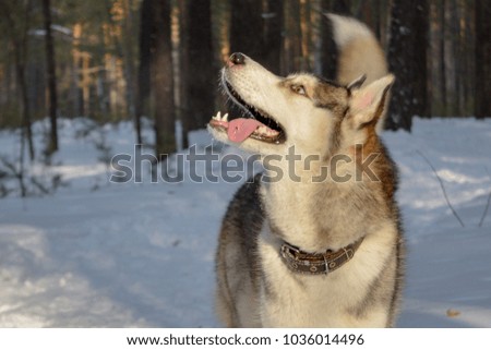 The Siberian Husky dog in the winter forest Royalty-Free Stock Photo #1036014496