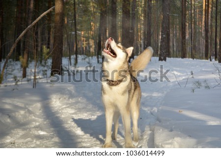 The Siberian Husky dog in the winter forest Royalty-Free Stock Photo #1036014499