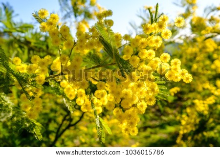 Branch of mimosa sunny flowers. Royalty-Free Stock Photo #1036015786