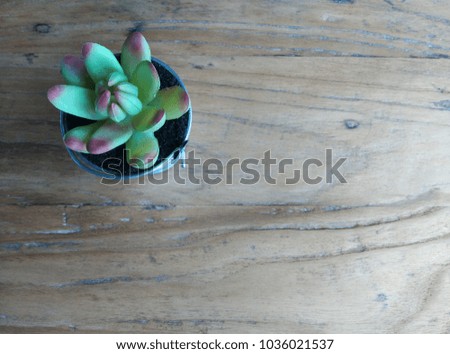 
Little cactus flower in flowerpot
