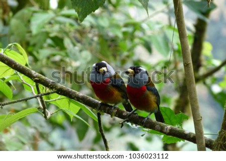 Two Toucan Barbets sitting on branch