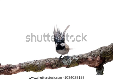 Coal tit (Periparus ater), isolated on white