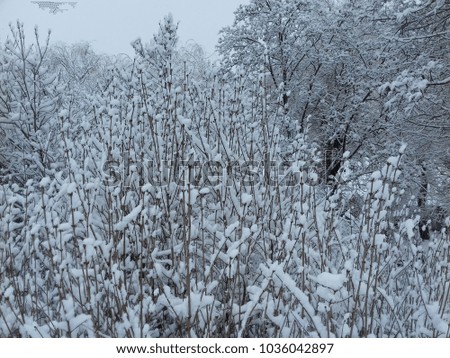 branches of trees in the snow