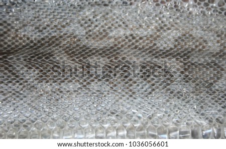 A close-up photograph of a shedded snake skin. This photo was taken in Brisbane, Australia. 