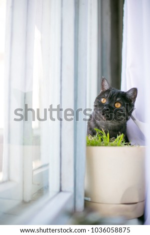 ?at looks out of hiding, surprise, hunting, fright, sunlight from the window, yellow eyes, British black. Place for the inscription of the text behind the bush, grass, on the windowsill, curtains