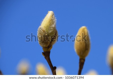 Buds of magnolia