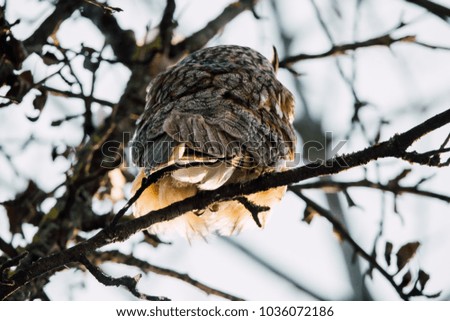 Beautiful Long-eared owl sitting in a tree. (asio otus)