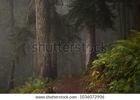 Picture of dark foggy forest with trees