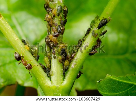 ants with group of aphids