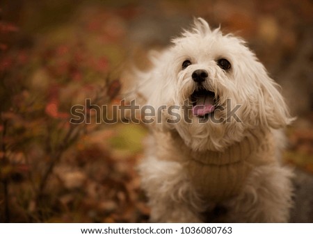Dog enjoying his walk in the fall. He is surrounded with a beautiful colorful tones of autumn. Warm and sweet mood in the picture.