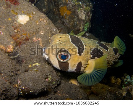 Diodon liturosus Porcupine pufferfish