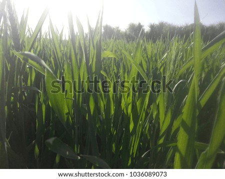 beautiful wheat crop