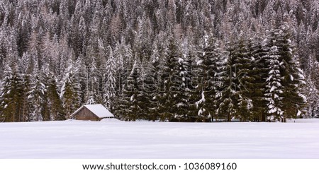 Sappada, Friuli. Winter landscapes. Immersed in the snow.