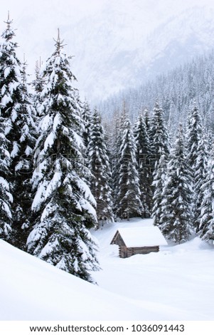 Sappada, Friuli. Landscapes and winter shelters. Paths in the snow.