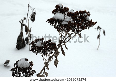 Flowering plant under the snow. Plants in winter