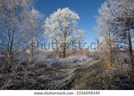 big oak tree with hoar frost in a glade of a forest at a sunny day