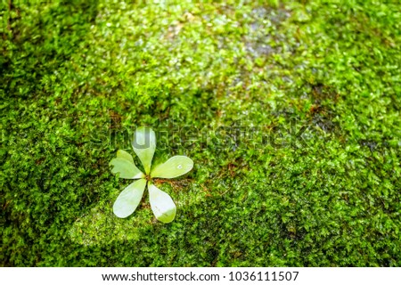 A green flower falls on the moss covered soil. Photographs are blurred.
