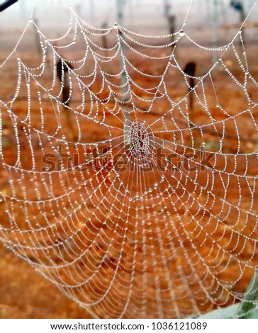 Spiderweb covered with drops of dew

