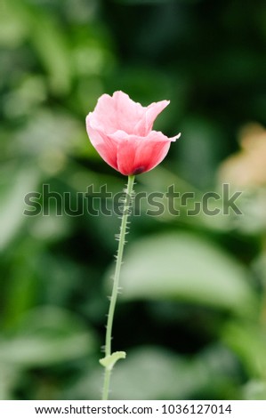 Tender poppy in pastel color