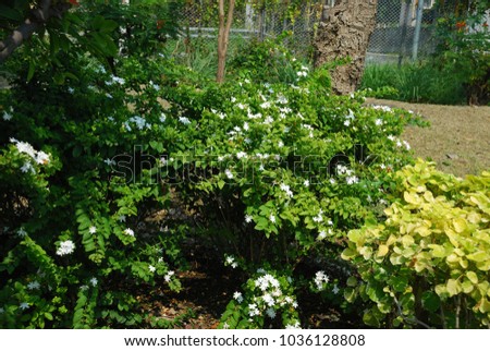 Jasminum sambac Half-climber bushes opposite the tip of the cot, short petioles, white flowers, strong fragrance, single out or bouquet at the end of the branch. Royalty-Free Stock Photo #1036128808