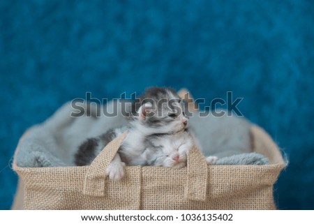 Cute persian kitten lying and sleep on blanket in basket.