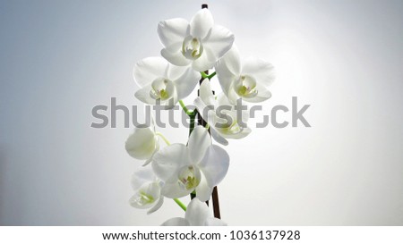 White Orchid Macro Picture with White Background