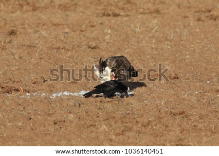 young bald eagle eats snow goose Bosque del Apache National Wildlife Refuge New Mexico