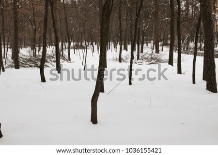forest in winter with felled brushwood