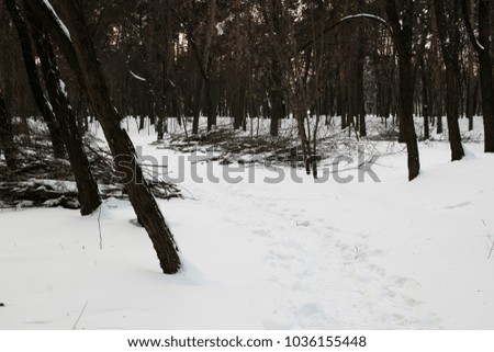 forest in winter with felled brushwood