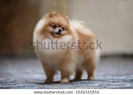 Dog show champion Pomeranian portrait dog Royalty-Free Stock Photo #1036161856