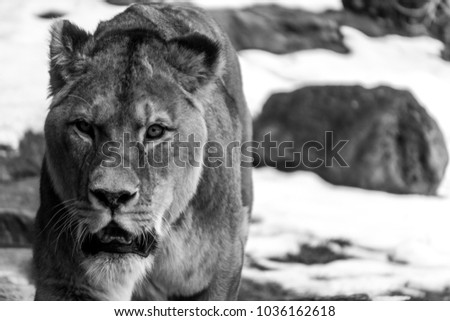 Black and white picture of lioness with killer look in her eyes while walking around her enclosure on a cold, snowy, winter day