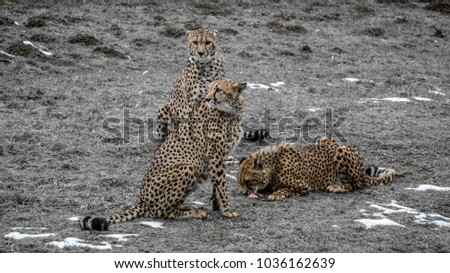 Partially desaturated picture of two cheetahs standing alert while a younger one feeds on a slab of meat inside their enclosure at a zoo