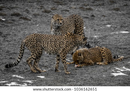 Young cheetah feeding at a wildlife park while two older adults are gathered around him