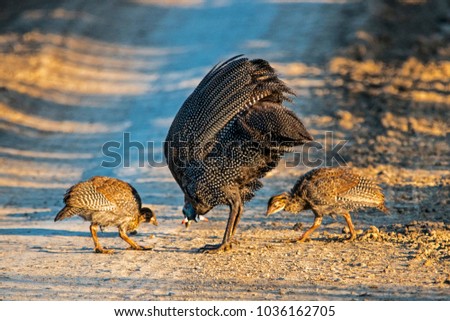 Female Guinea fowl and two chicks feeding on dirt road in rural South Africa Royalty-Free Stock Photo #1036162705