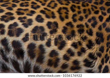 Close up of a beautiful leopard skin background.