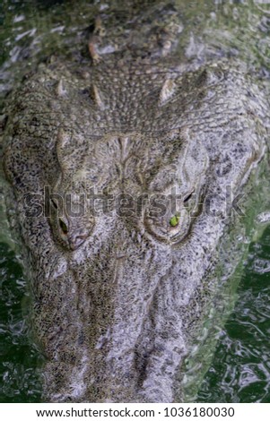 A close up view from the top of a big crocodile