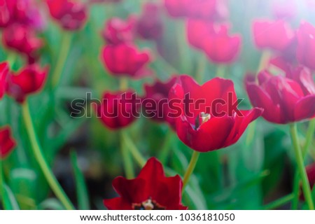 Blurred flower tulips green tree nature abstact  background in park garden