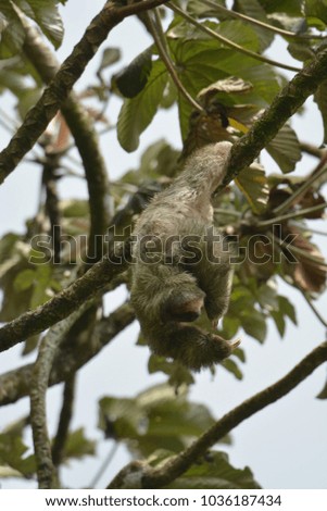Sloth hanging from a tree in Costa Rica