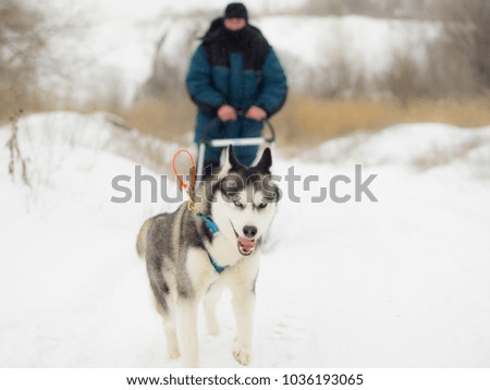 dog pulling sleigh