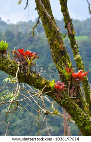 Colorful Epiphytes on branches in Costa Rica Royalty-Free Stock Photo #1036199614