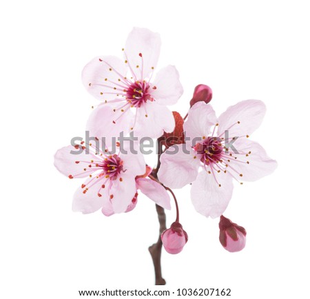 Branch in blossom (Plum) isolated on white background.  Royalty-Free Stock Photo #1036207162