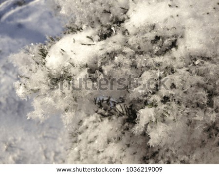Snow-covered rime branch of tree