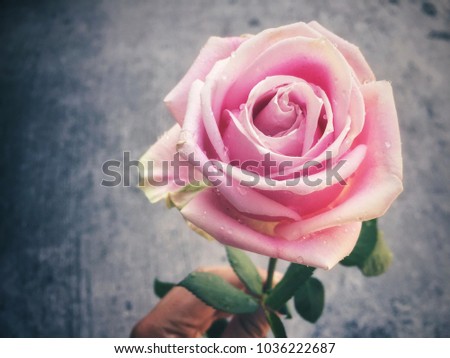 Lovly Pink Rose
