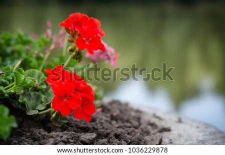 Bright red decorative flowers of Pelargonium (storksbill, geranium) growing in a stone vase, blurry background with a river and other flowers, selective focus, soft vignetting