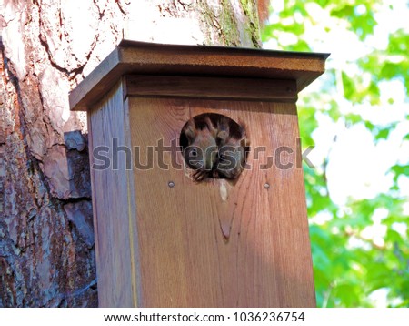 Close p of two young red squirrels looking out of the hole in a nest box for birds hanging on a tree