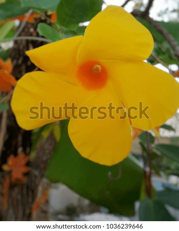 Flowers in the garden yellow