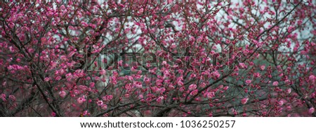 Spring blooming plum blossoms