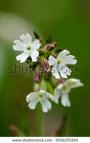 four white flowers on a green background